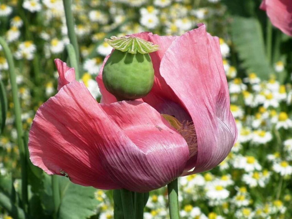 buy dried poppy pods